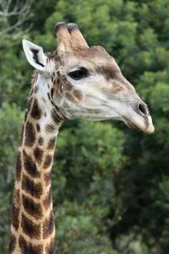 Giraffe Portrait Stock Photos