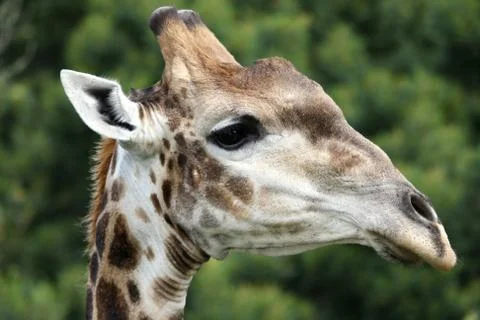 Giraffe Portrait Stock Photos