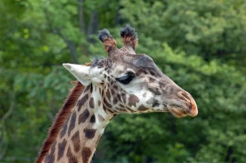 Giraffe portrait Stock Photos