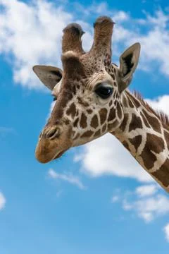 Giraffe portrait Stock Photos
