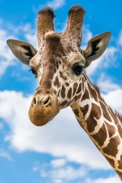 Giraffe portrait Stock Photos