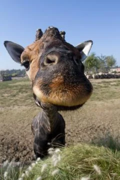 Giraffe portrait Stock Photos