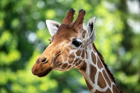 Giraffe portrait Foto stock