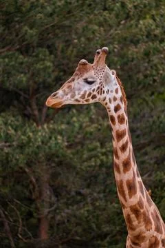 Giraffe Portrait Photos
