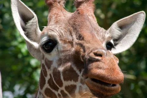 Giraffe Portrait Stock Photos