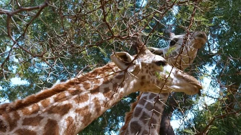 Giraffe portrait in Tanzania, capturing the elegance and beauty of African Video stock 334636803
