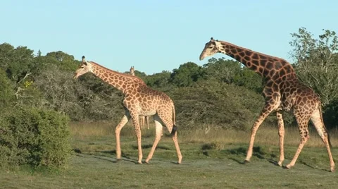 Giraffe in pre-mating courtship Stock Footage 11342963