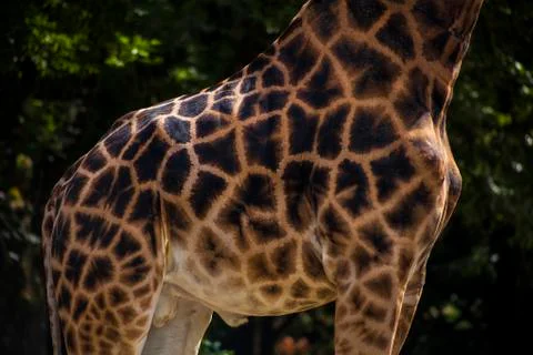 Giraffe print Stock Photos