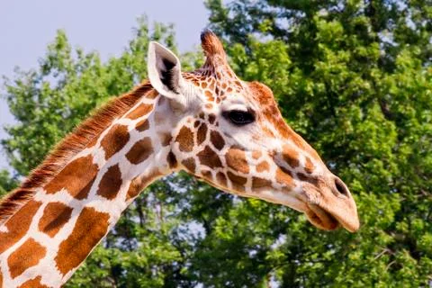 Giraffe Profile Stock Photos