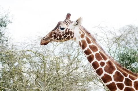 Giraffe profile Stock Photos