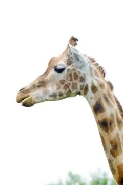Giraffe profile Stock Photos