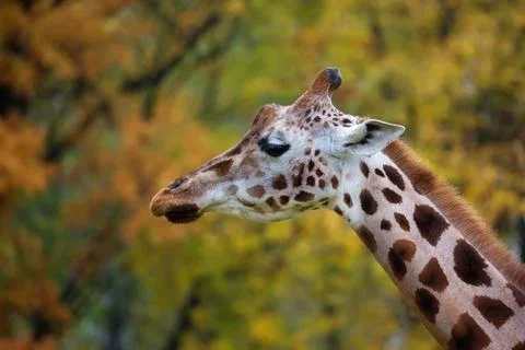 Giraffe, a profile Stock Photos