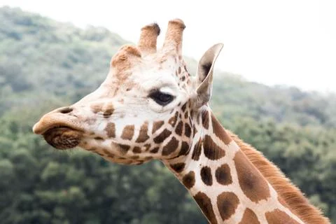 Giraffe Profile Stock Photos