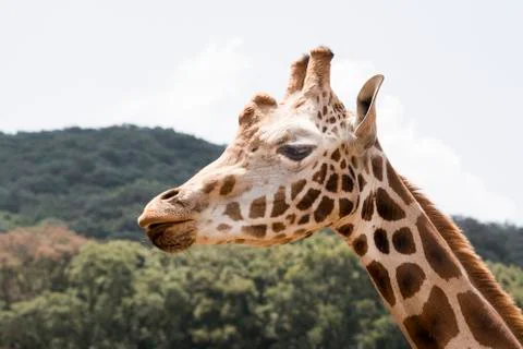 Giraffe Profile Stock Photos