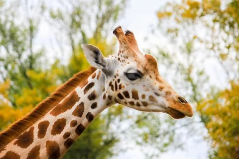 Giraffe profile Stock Photos
