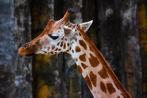 Giraffe profile Фото