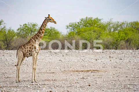 Giraffe in Profile Stock Photos