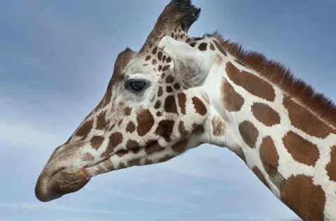 Giraffe profile Stock Photos