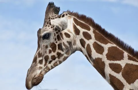 Giraffe profile Stock Photos