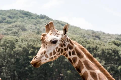 Giraffe Profile Tasting Stock Photos