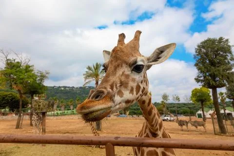 Giraffe in a protected park 库存照片