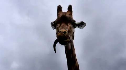 Giraffe Pulling Faces Stock Footage 52544897