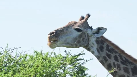 Giraffe pulling leaves from a tree and staring at the camera whilst chewing Stock Footage 326424371
