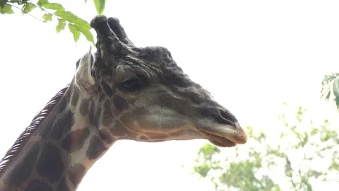 Giraffe in the rain.4k Stock Footage 91917814