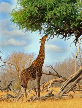 Giraffe reaching up to feed on lush tree Stock Photos