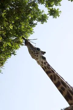 Giraffe reaching for leaves on a tree Stock Photos