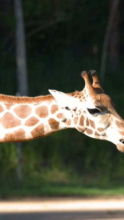 Giraffe Reaching Out to Eat Hay from a Hanging Net Stock Footage 331343089