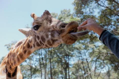 A giraffe is reaching out for a snack given by a park visitor, Nairobi National Stock Photos