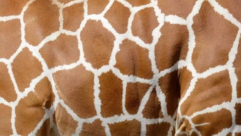 Giraffe real fur blowing on the wind. Close up macro shot of animal hair in s Stock Footage 101866091