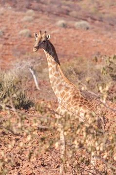 Giraffe in the red desert of Namibia Stock Photos