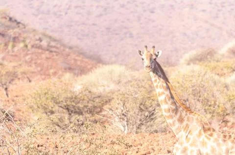 Giraffe in the red desert of Namibia Stock Photos