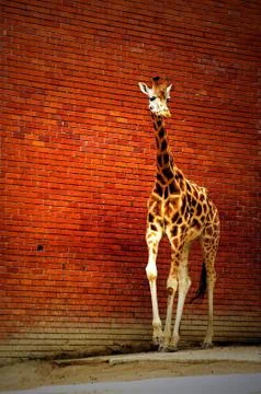 Giraffe on the red wall Stock Photos