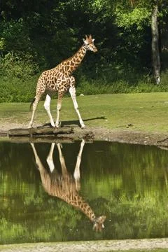 Giraffe with reflection in water Stock Photos