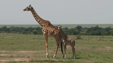 Giraffe resting with her baby Stock Footage