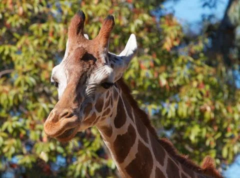 Giraffe right look Stock Photos