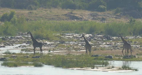 Giraffe in the river. Giraffe in forest with big trees, evening light, sunset. I Stock Footage 166115177