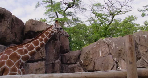 Giraffe Roaming Inside Enclosure At Zoo Stock Footage 282541253
