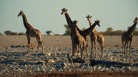 Desert Animals Stock Video Footage | Royalty Free Desert Animals Videos |  Page 14