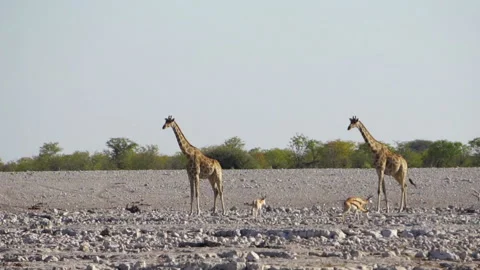 Giraffe in the rocky desert Stockbeeldmateriaal 116652326
