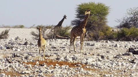 Giraffe in the rocky desert Stock Footage 122001064