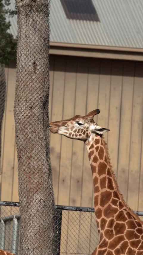 Giraffe Rubbing Neck Against Protected Tree Trunk in Zoo Enclosure Stock Footage 346587224