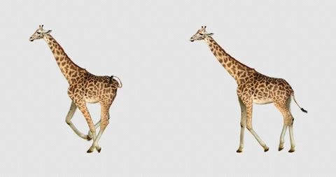 Giraffe Running and Walking Stock Footage 194320192