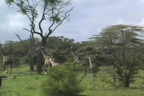 Giraffe running Stock Footage 96732