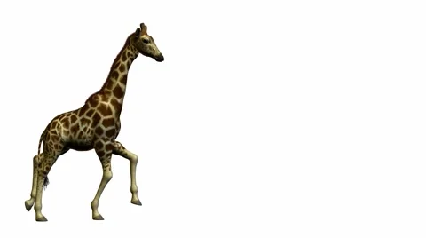 Giraffe running 動画素材 998974