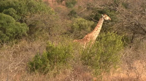 Giraffe running Stock Footage 1100800