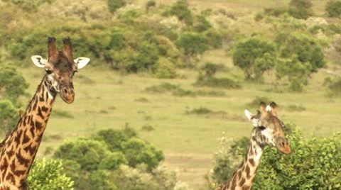 Giraffe running Vídeos de archivo 22323846